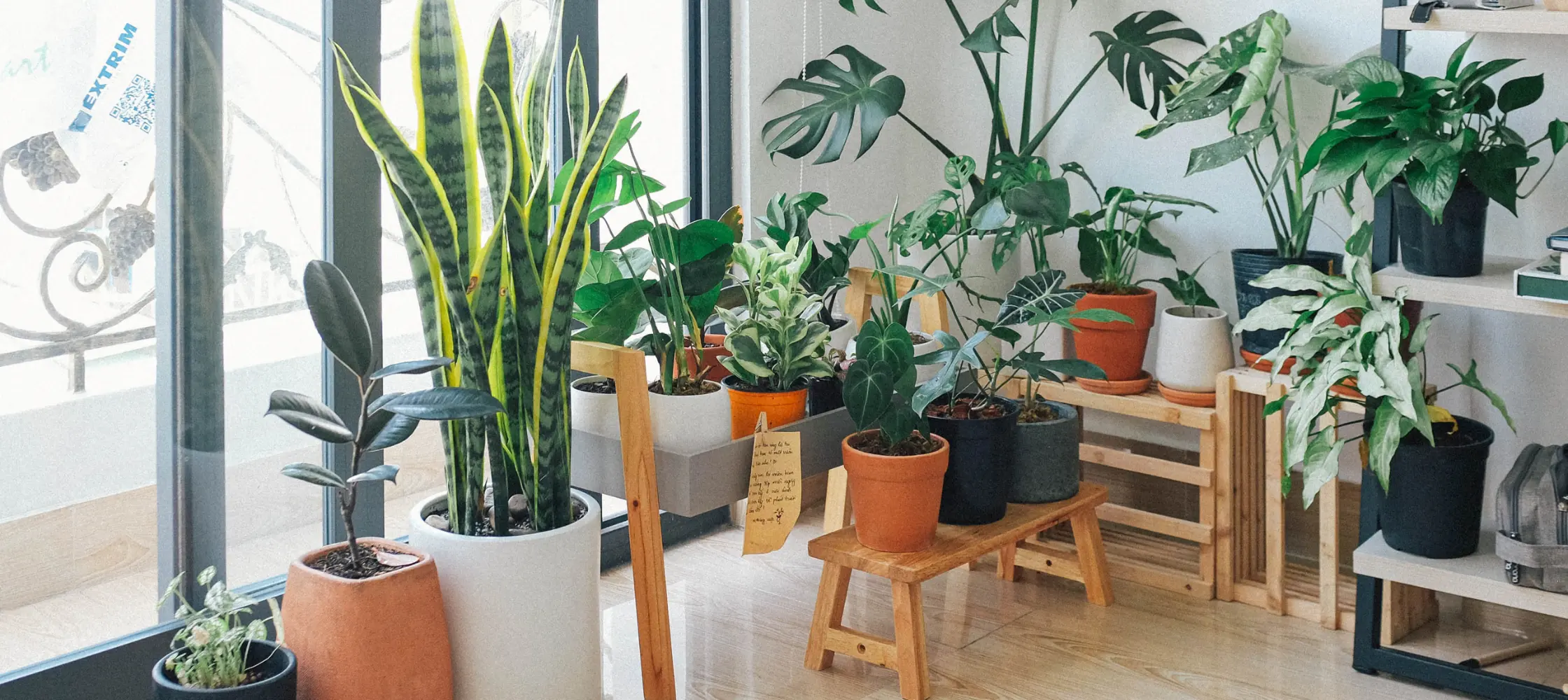 The Green Oasis: How Indoor Plants Enhance Mind and Body